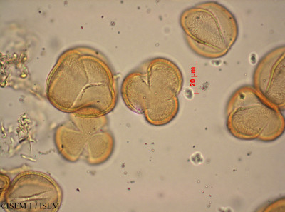 Acer barbatum - lame n° 37627